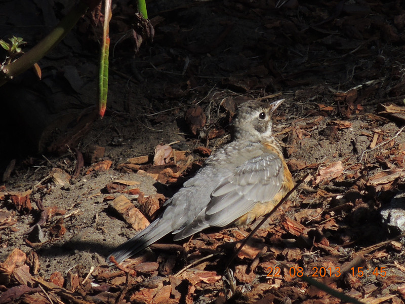 bird 262_.jpg