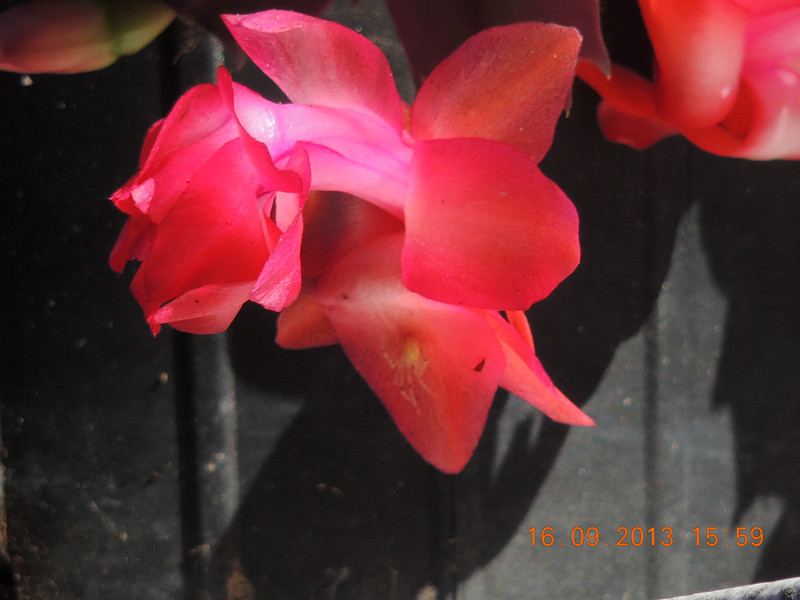 flower 936_.jpg