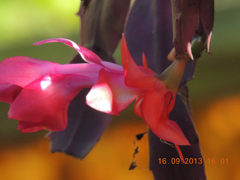 flower 942_.jpg