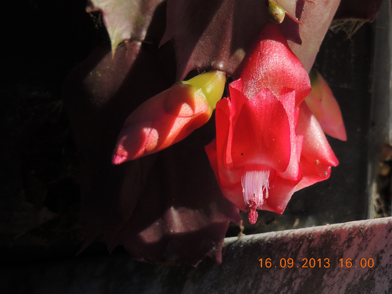 flower 939_.jpg