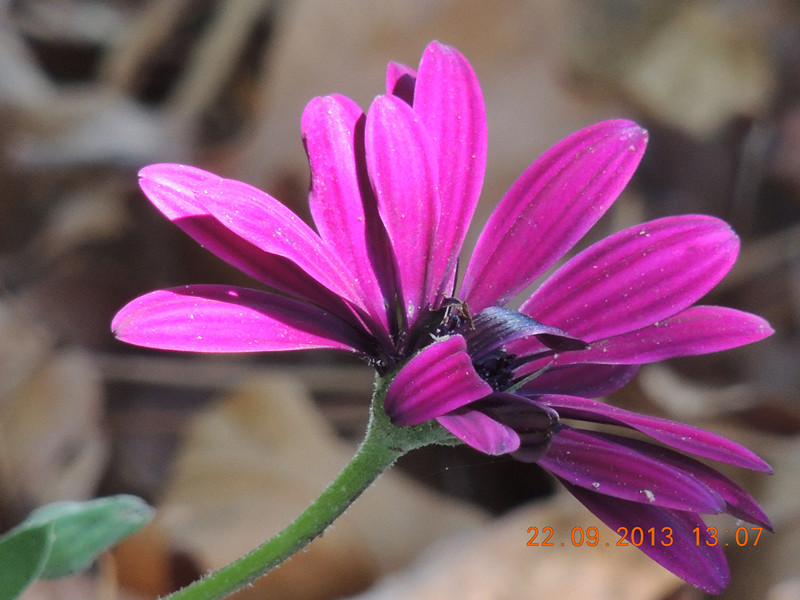 flower 1017_.jpg