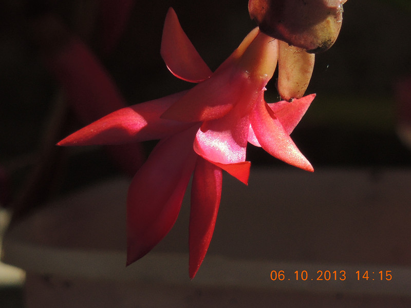 flower 1117_.jpg