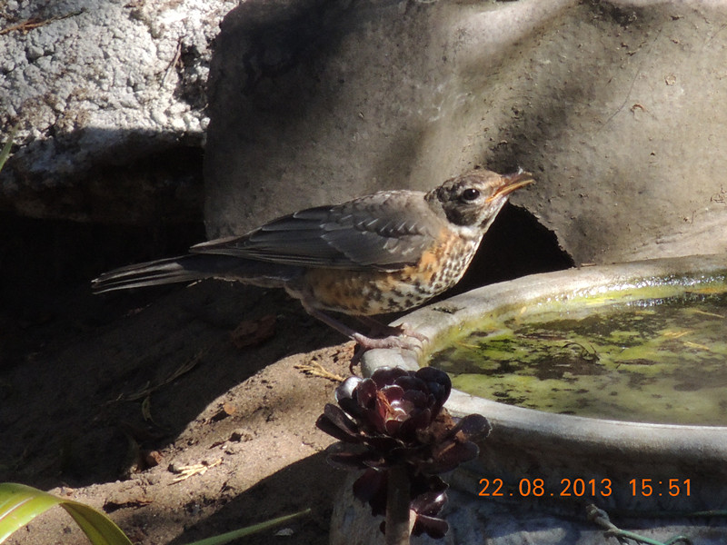 bird 265_.jpg
