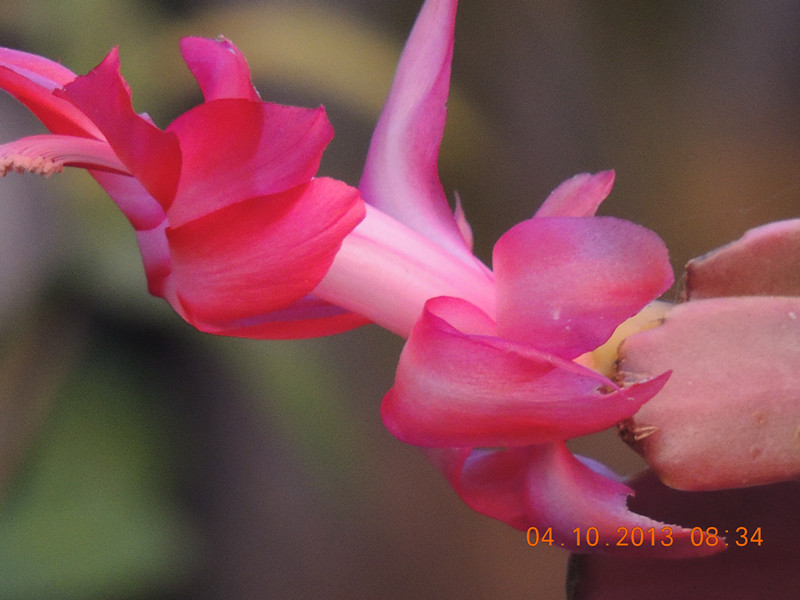 flower 1098_.jpg