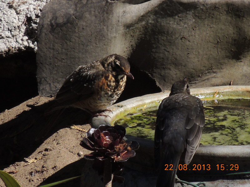 bird 247_.jpg