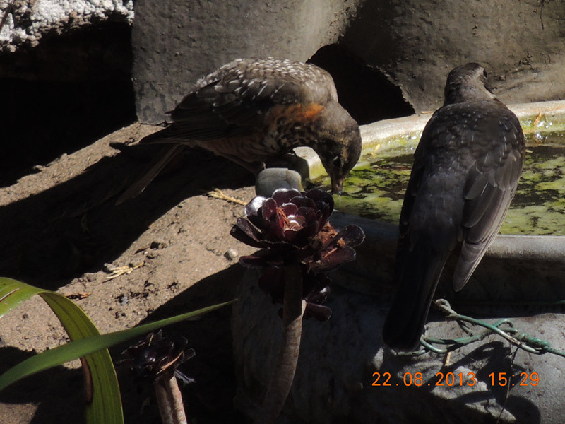 bird 253_.jpg
