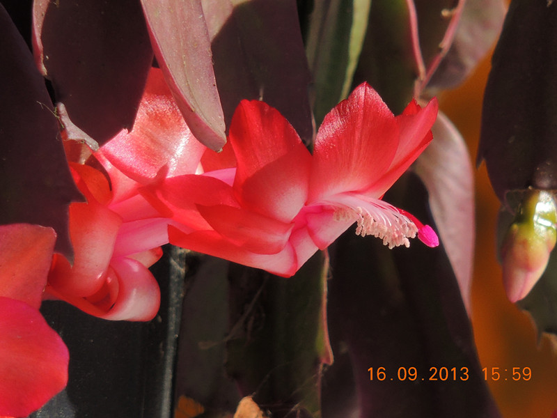 flower 935_.jpg
