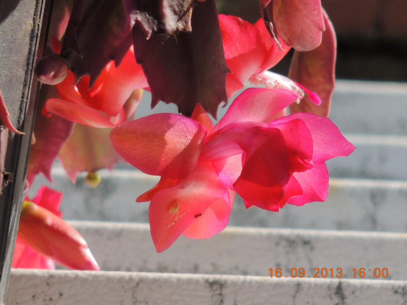 flower 938_.jpg