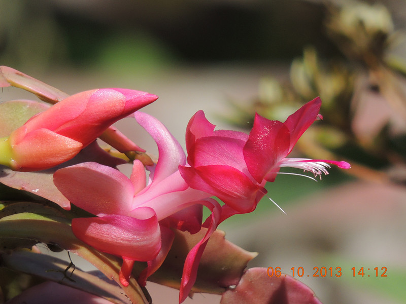 flower 1109_.jpg