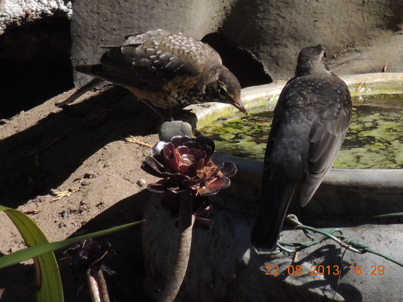 bird 252_.jpg