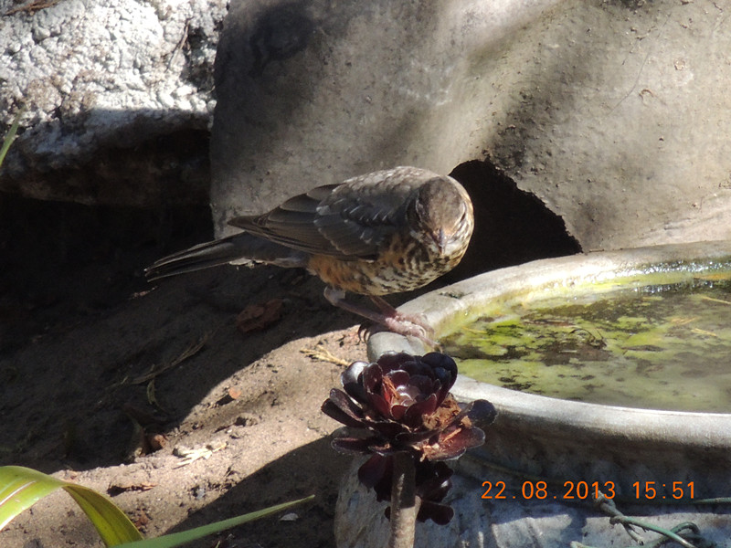 bird 267_.jpg