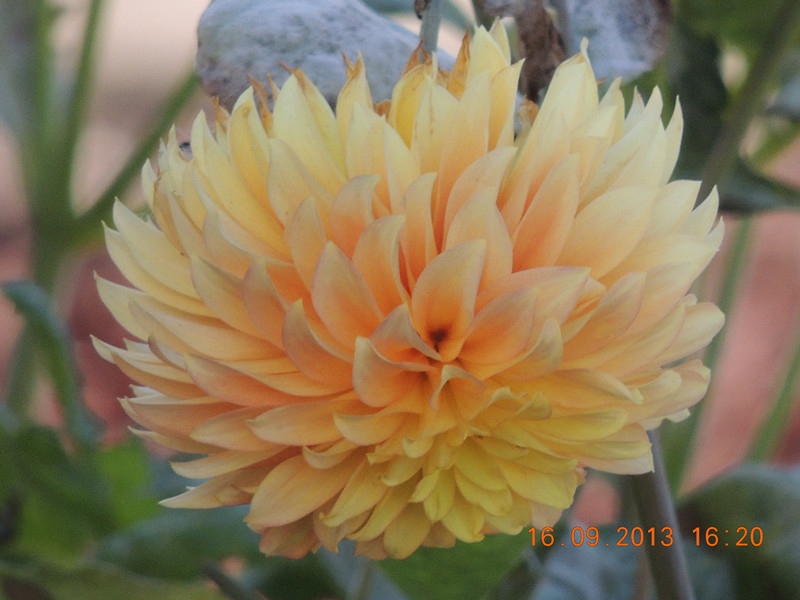 flower 963_.jpg