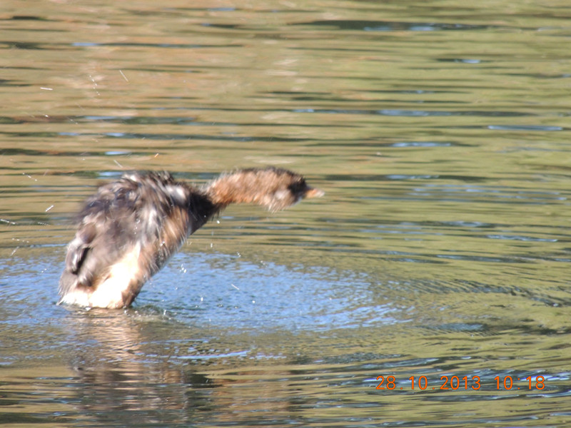 Golden gate park 044_.jpg