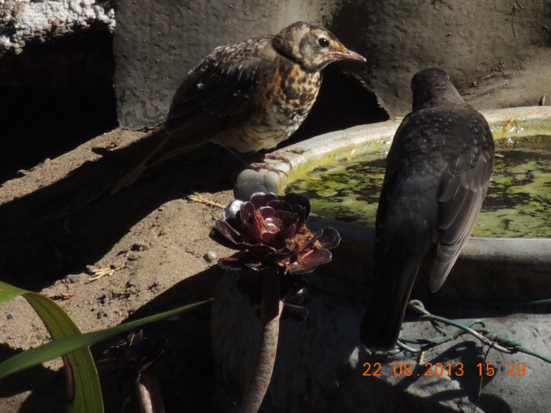 bird 254_.jpg