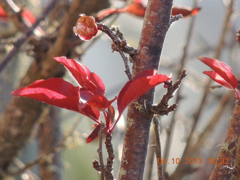 flower 1096_.jpg