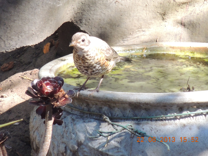 bird 270_.jpg
