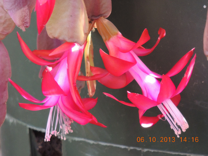 flower 1120_.jpg