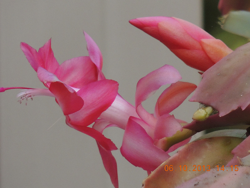 flower 1116_.jpg