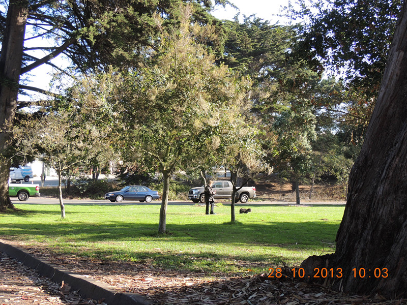 Golden gate park 001_.jpg