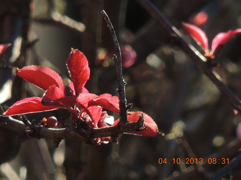 flower 1095_.jpg