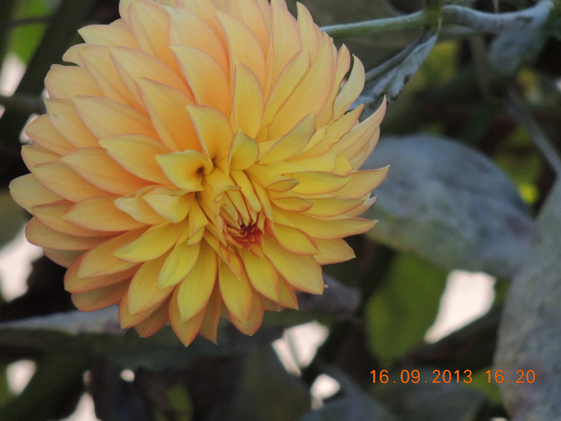 flower 958_.jpg