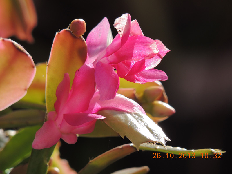 flower 1195_.jpg