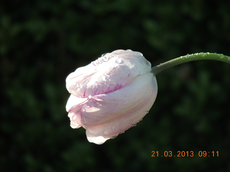 flower 1560_.jpg