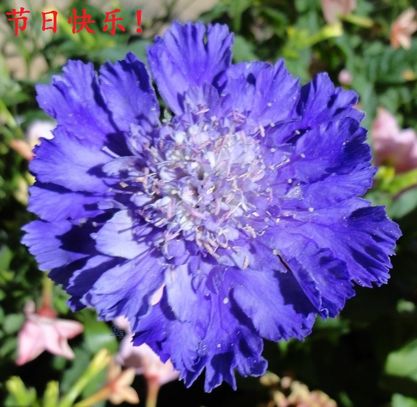 DSC06152-dz-1.jpg