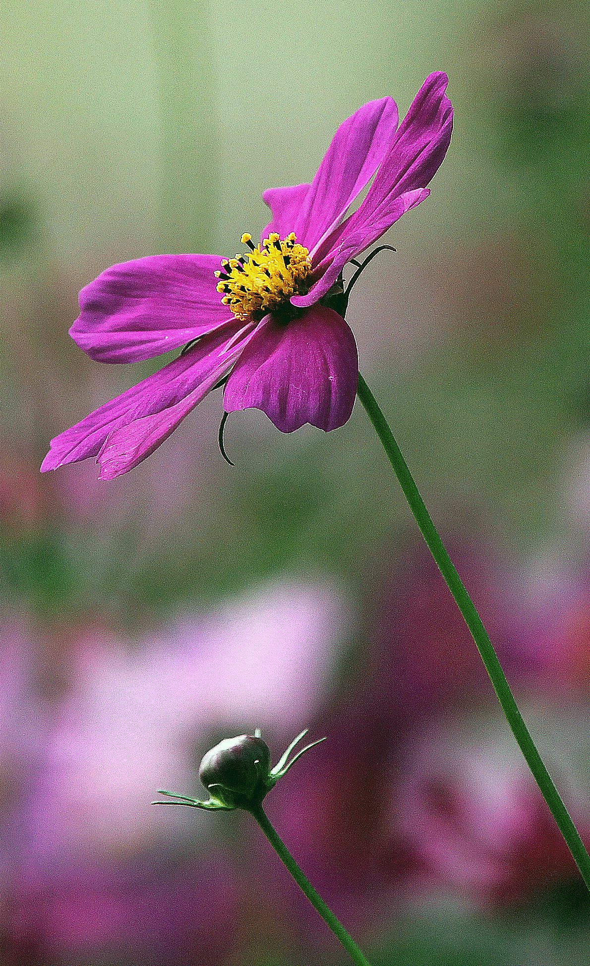 IMG_7288.JPG