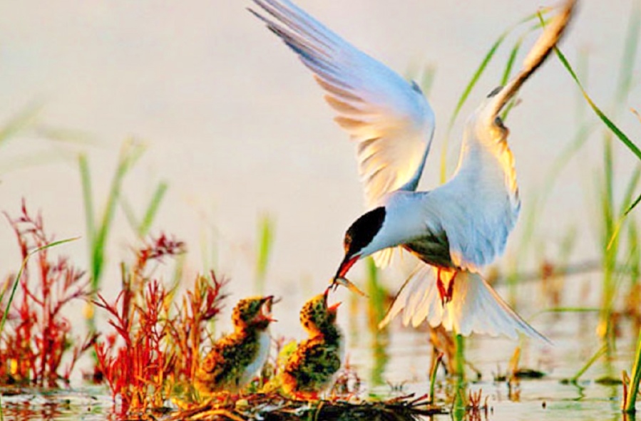a2168bec-6e45-4f41-9260-66e8f5b44b06.jpg