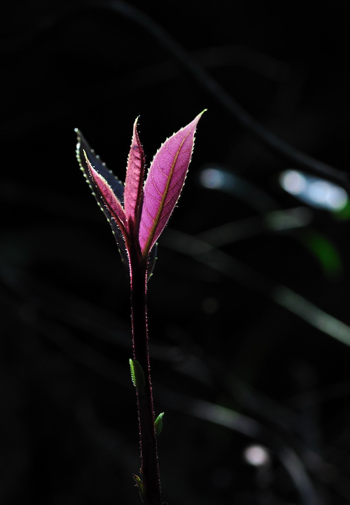 DSC_9457a.jpg