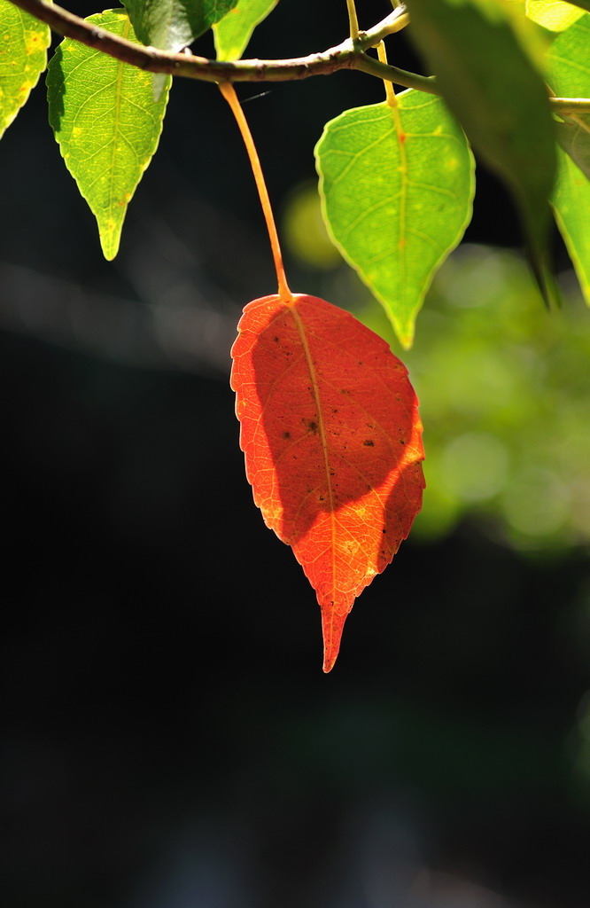 DSC_9408a.jpg