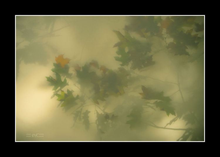DSC_0522C1.jpg