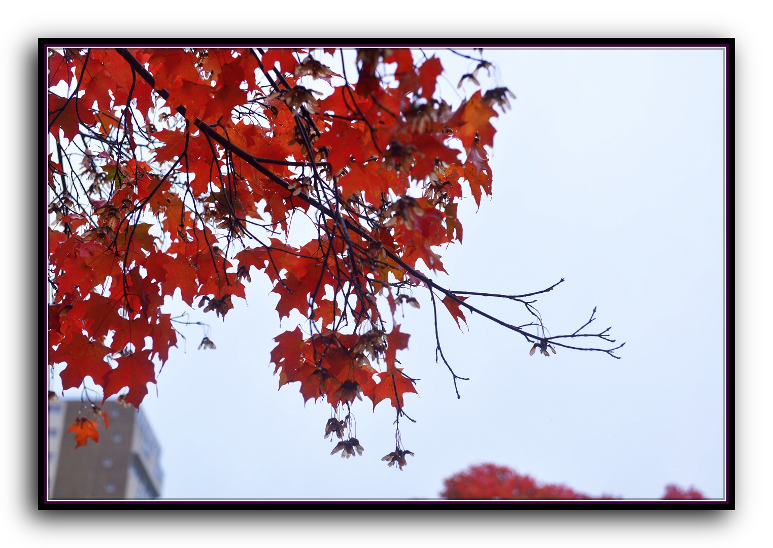 DSC_2697.jpg