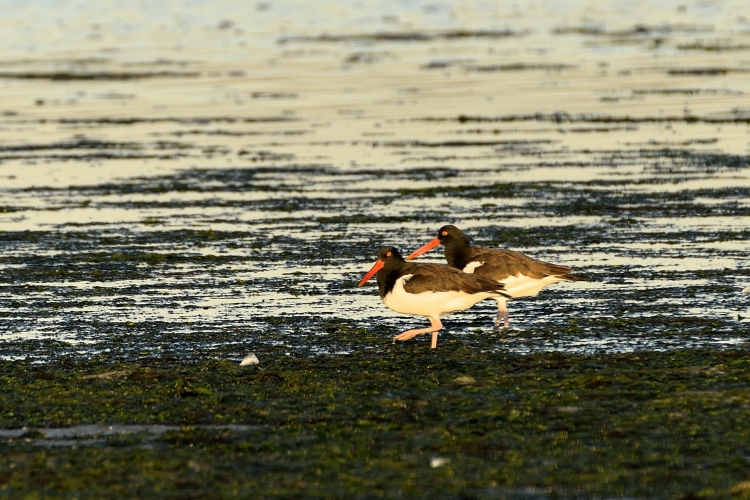 _DSC6084_01.JPG