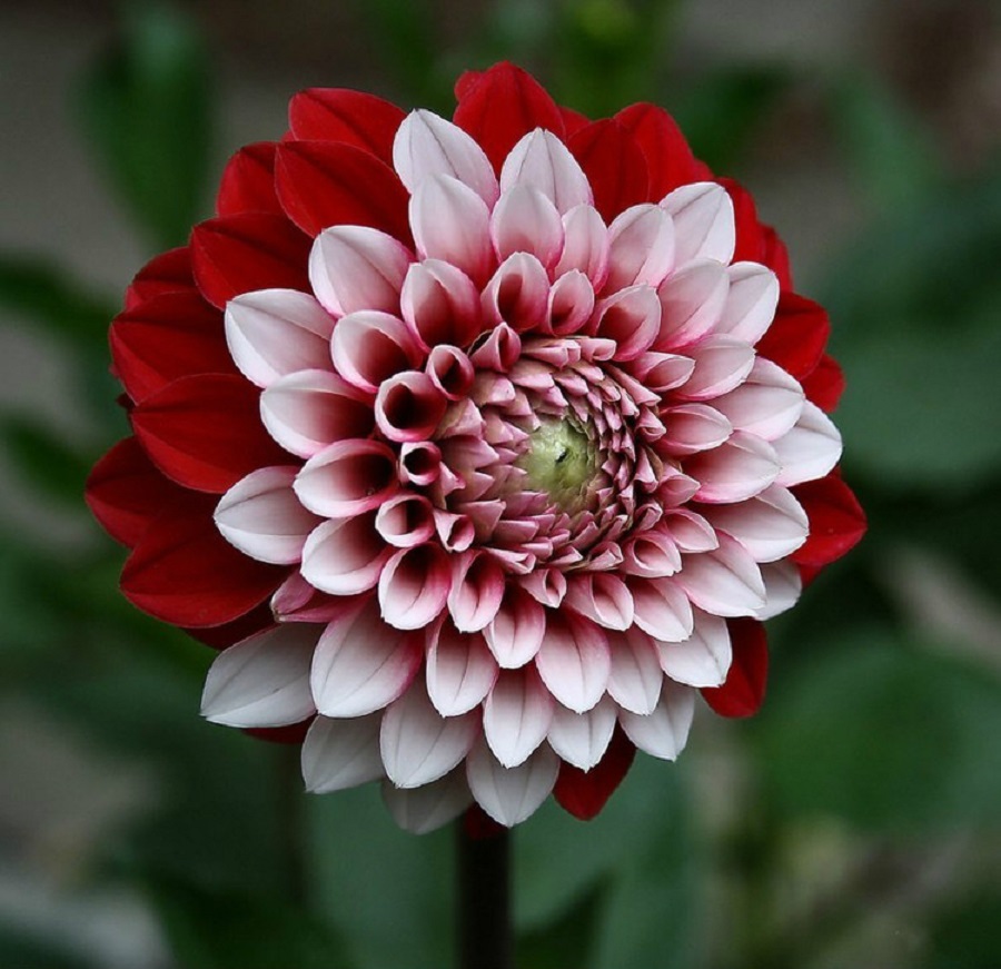 36137631_10.jpg