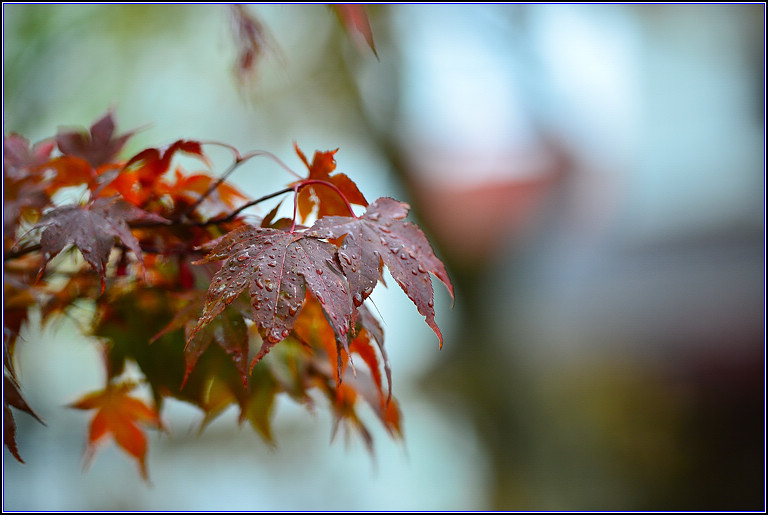 DSC_0780.jpg