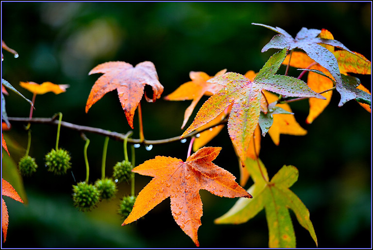 DSC_0656.jpg