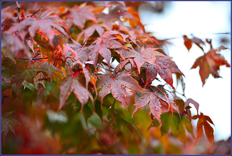 DSC_0778.jpg