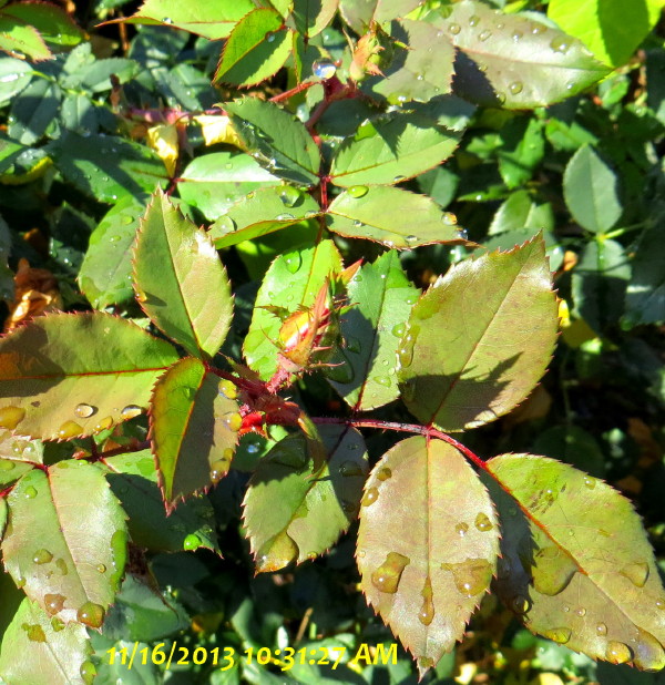 IMG_0001_5980.jpg
