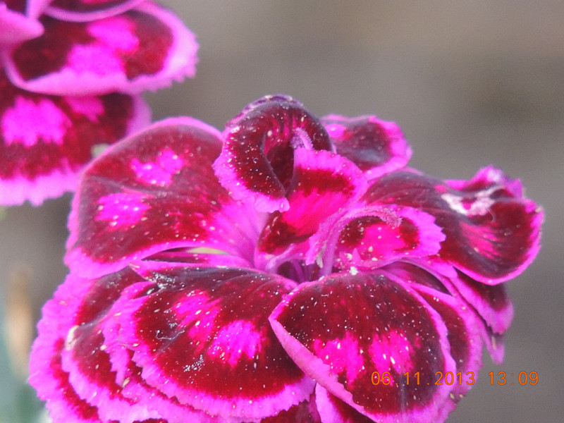 flower 015_.jpg