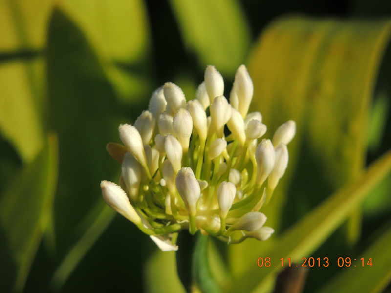 flower #2 026_.jpg