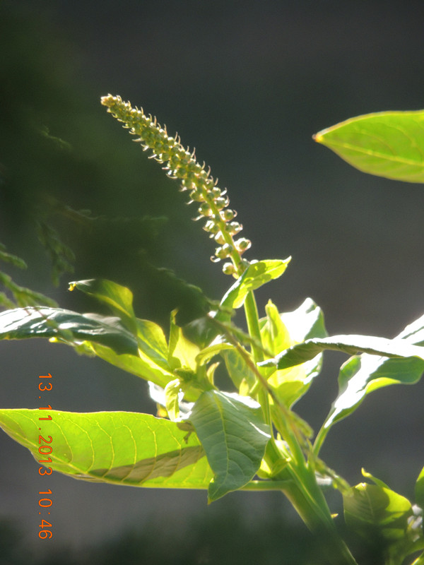 flower #2 257_ת_ת_.jpg