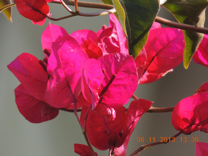 flower 088_.jpg