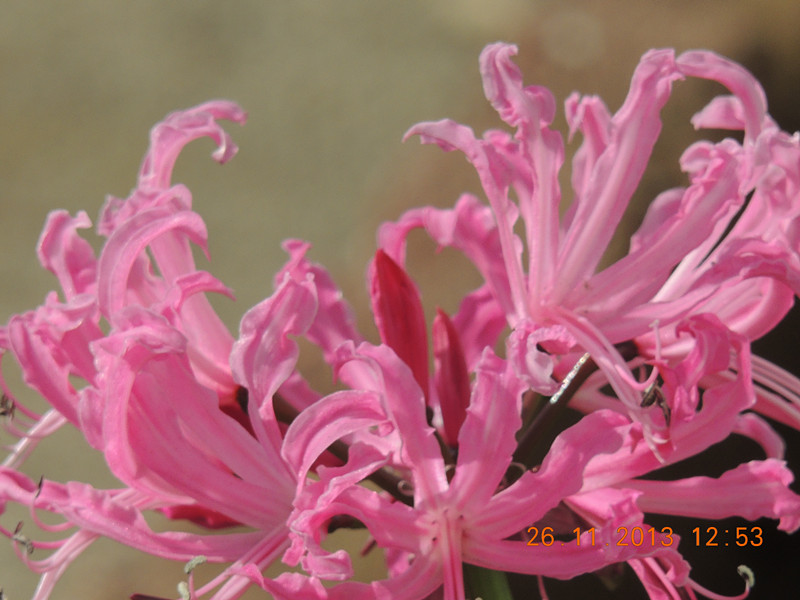 flower 032_.jpg