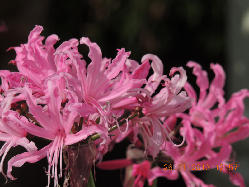 flower 050_.jpg