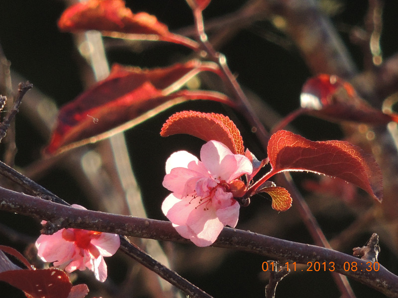 flower 1251_.jpg