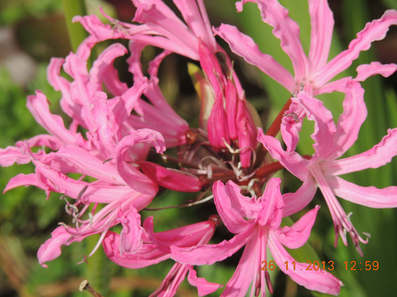flower 062_.jpg