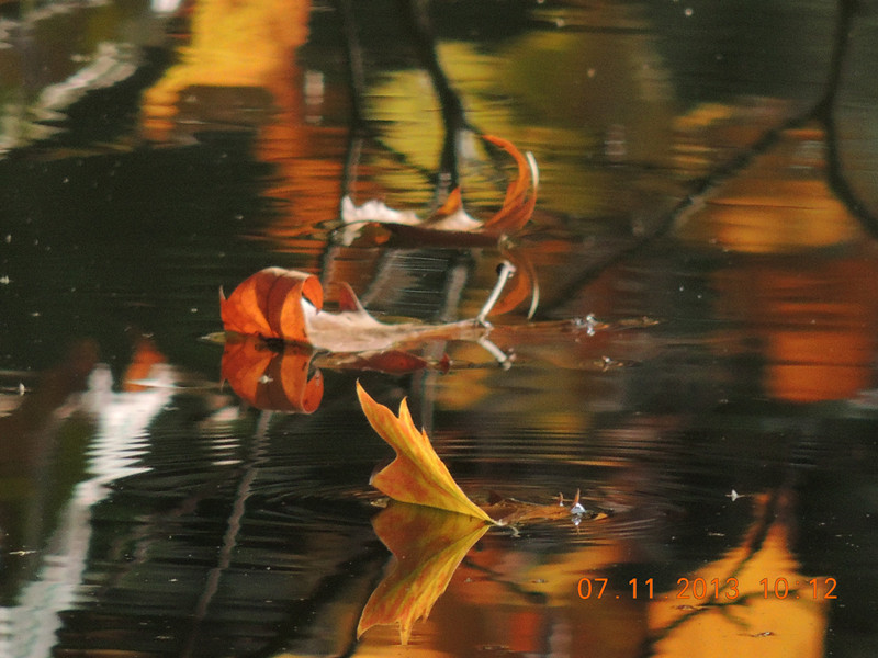 Golden gate park 908_.jpg