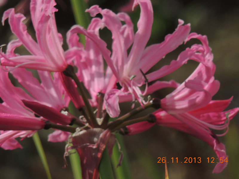 flower 037_.jpg